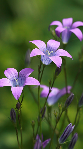 Flower, Beautiful HD phone wallpaper