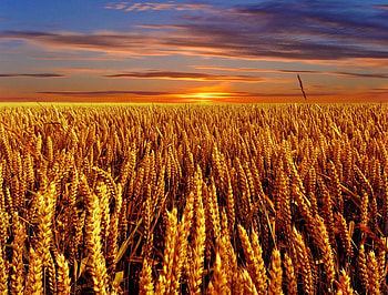 Fields of gold, rays, golden, glow, meadow, beautiful, gold, nice, field, wheat, clouds, nature, sky, amazing, lovely, sunset HD wallpaper