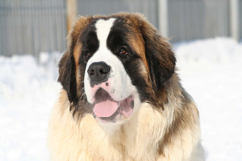 Animals, Snow, Muzzle, St. Bernard, Saint Bernard, Tired HD wallpaper