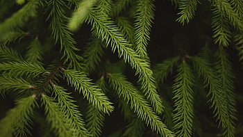 Close-up of spruce branches, Detailed textures, Nature's elegance, Branch formation HD wallpaper