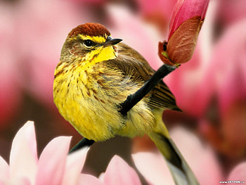 Animals, Birds HD wallpaper