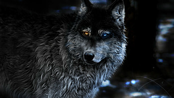 Wolf, Mysterious creature, Fierce predator, Untamed spirit HD wallpaper