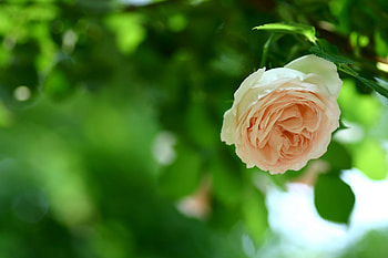 Flowers, Rose Flower, Rose, Blur, Smooth, Branch, Greens HD wallpaper