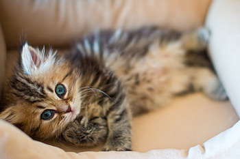 Animals, Fluffy, Kitty, Kitten, To Lie Down, Lie, Muzzle, Playful HD wallpaper