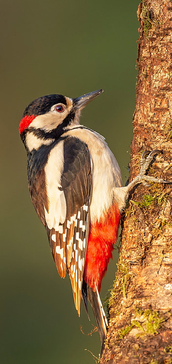 Woodpecker, Animals, Bird HD phone wallpaper