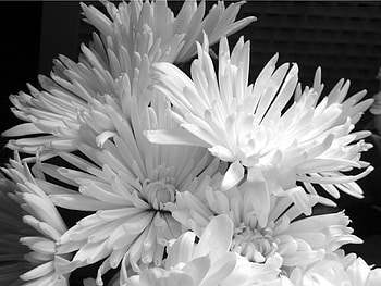 Plants, Flowers HD wallpaper