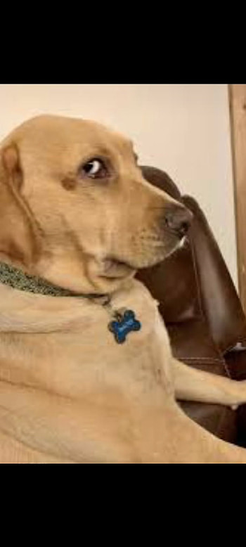 Dog Meme Judging Eyes, mean HD phone wallpaper