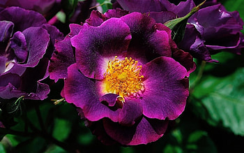 Flowers, purple, garden, beautiful, flower HD wallpaper