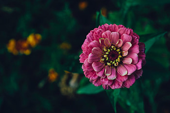Flowers, Pink, Flower, Plant, Decorative, Zinnia HD wallpaper