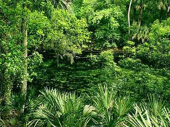 Nature, Water, Trees, Forest, Vegetation HD wallpaper