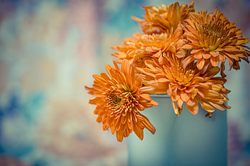 Chrysanthemum, Flowers, Yellow, Petals HD wallpaper