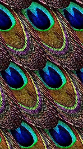 Peacock Feather, Feather, Seamless Pattern, seamless, pattern HD phone wallpaper