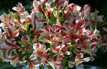 Flowers, Close-Up, Alstroemeria, Bouquet HD wallpaper
