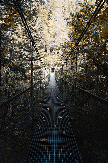 Trees, Miscellanea, Miscellaneous, Forest, Bridge, Fallen Foliage, Fallen Leaves, Suspension Bridge HD phone wallpaper