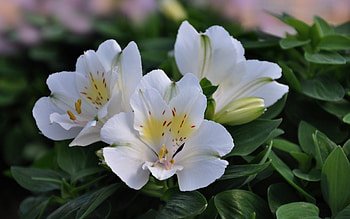 White Alstroemeria, leaves, flowers, spring, macro HD wallpaper