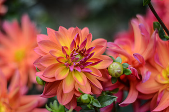 Dahlias, Flowers, Buds, Nature HD wallpaper