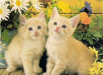 Two yellow kittens, kitten, twins, cute, flowers, pet, paws, daisies HD wallpaper