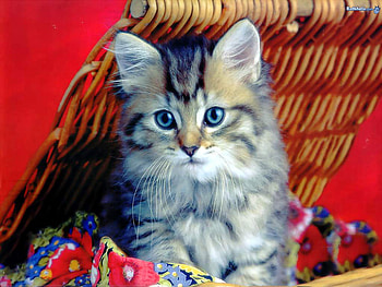 Sweet kitten on red, animal, kitten, cat, red HD wallpaper