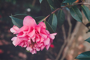 Flowers, Pink, Flower, Petals, Bud HD wallpaper