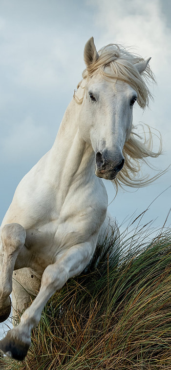 white horse, run, animal , x, , background, 26277, Beautiful White Horse HD phone wallpaper