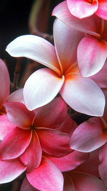 Pink plumeria, Flowering shrubs, Xperia , Striking beauty HD phone wallpaper