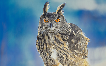 Long-eared Owl, animal, bird, owl, long-eared HD wallpaper