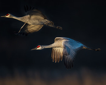Sandhill crane , Stunning bird graphy, Nature's marvel, Feathered beauty HD wallpaper