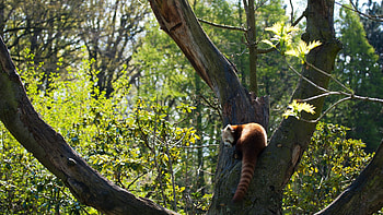 Animals, Grass, Leaves, Wood, Tree, Red Panda HD wallpaper