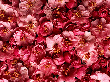 Flowers, Pink, Disbanded, Loose, Buds HD wallpaper