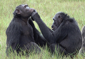 Chimpanzee mother, Caring for young, Nature's resilience HD wallpaper