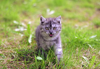 Kitten, walk, grass HD wallpaper