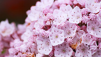 Light Pink Mountain Laurel Flowers Blur Background Flowers HD wallpaper
