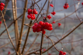 Nature, Berries, Branch, Rowan HD wallpaper