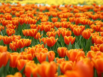 Plants, Flowers, Background, Tulips HD wallpaper