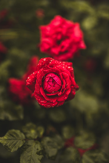 Flowers, Drops, Macro, Rose Flower, Rose, Wet HD phone wallpaper