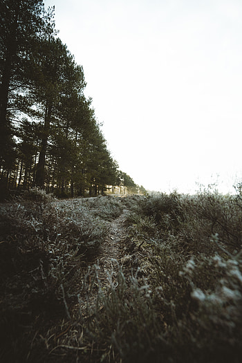 Landscape, Nature, Trees, Bush, Path HD phone wallpaper