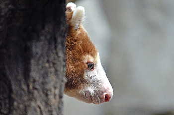 Animals, Kangaroo, Wood, Tree, Muzzle, Profile HD wallpaper