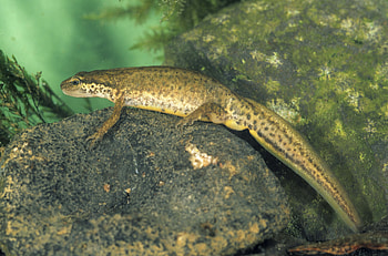 Animals, Water, Rock, Stone, Amphibian HD wallpaper