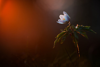 Beauty, nature, bloom, petals, flower HD wallpaper
