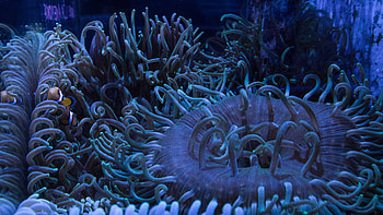 Sea Anemone, High Definition, , Baltana HD wallpaper