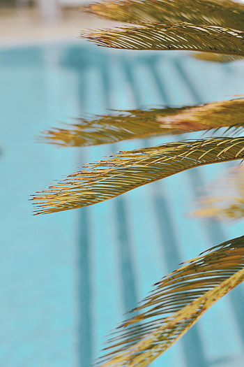 Nature, Leaves, Palms, Branch, Dry HD phone wallpaper