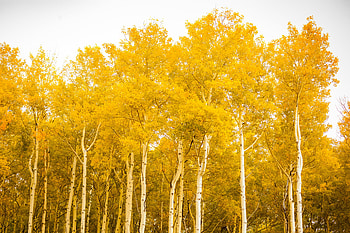 Aspen Tree, Tree characteristics, Planting tips, Environmental habitat HD wallpaper