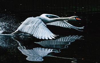 Swan, wings, black, white, bird, flying, lebada, water HD wallpaper
