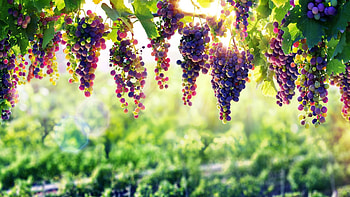 Grapes, Farms HD wallpaper