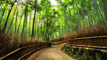 Kyoto forest, Bamboo HD wallpaper