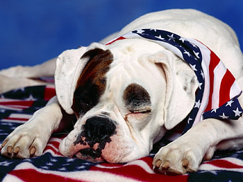 USA lover dog, dog, dogy, americalover, dogs, america HD wallpaper