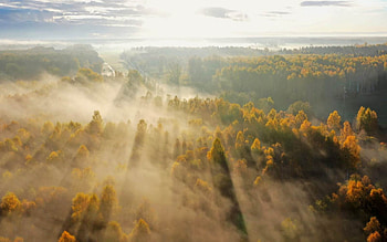 Misty Forest, forest, mist, aerial, sunbeams, Latvia, autumn HD wallpaper