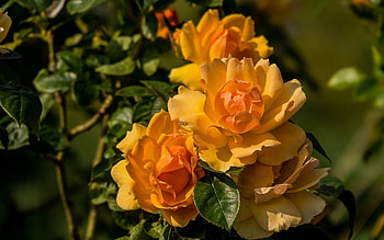 Roses, flowers, three, orange HD wallpaper