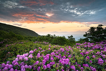 Rhododendron Blooms, rhododendron, view, sky, beautiful, bloom, mountain HD wallpaper