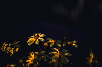 A close-up of yellow flowers in a dark moody setting, highlighting their delicate petals. HD wallpaper